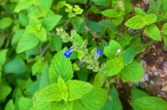 Salvia