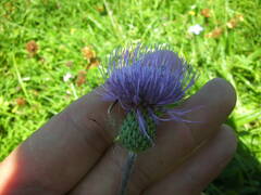 Cirsium canum
