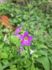 Oxalis latifolia