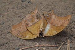 Charaxes varanes
