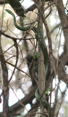 Philothamnus natalensis