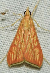 Antigastra catalaunalis