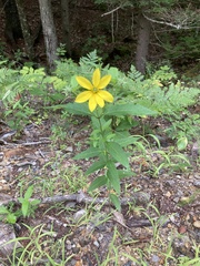 Helianthus decapetalus