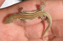 Podarcis erhardii