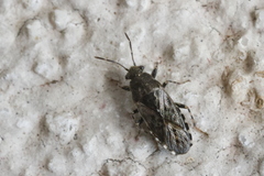 Heterogaster urticae