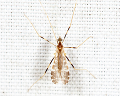 Erioptera caliptera