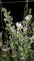 Medicago sativa