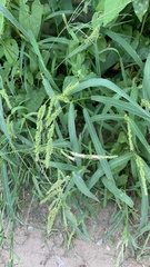 Echinochloa crus-galli