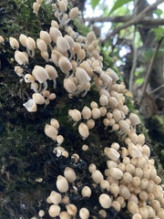 Coprinellus disseminatus