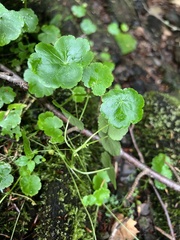 Hydrocotyle americana