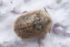 Hypocassida subferruginea