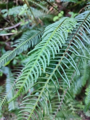 Struthiopteris spicant
