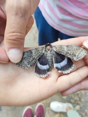 Catocala fraxini