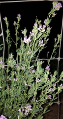 Medicago sativa