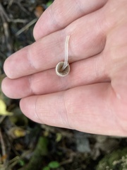 Coprinellus disseminatus