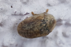 Hypocassida subferruginea
