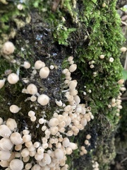 Coprinellus disseminatus