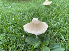 Entoloma strictius