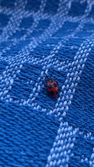 Endomychus coccineus