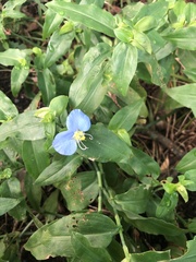 Commelina erecta