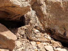 Sceloporus consobrinus