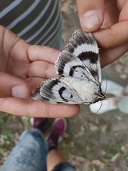 Catocala fraxini