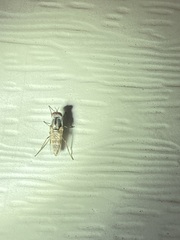 Ozodiceromyia