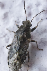 Heterogaster urticae