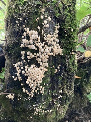 Coprinellus disseminatus