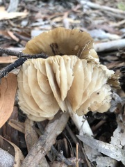 Fungi