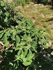 Euphorbia heterophylla