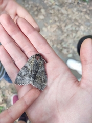 Catocala fraxini