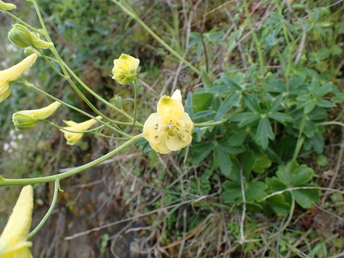 Image of Delphinium luteum by no rights reserved