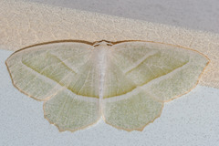 Campaea perlata