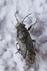 Heterogaster urticae