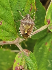 Dolycoris baccarum