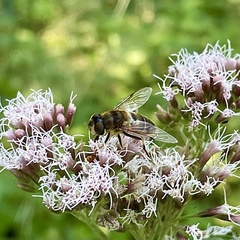 Eristalis pertinax