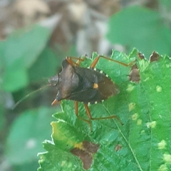 Pentatoma rufipes