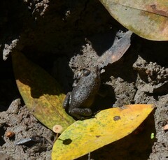 Hoplobatrachus occipitalis