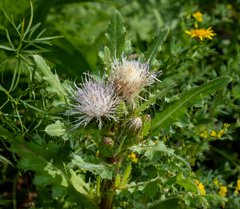 Cirsium acaule esculentum