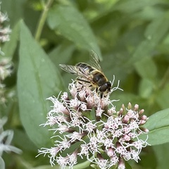 Eristalis pertinax