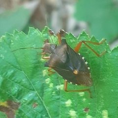 Pentatoma rufipes