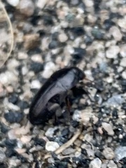 Anisodactylus rusticus