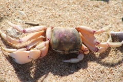 Ocypode ryderi