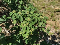 Euphorbia heterophylla