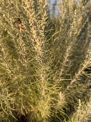 Artemisia filifolia