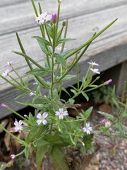 Epilobium adenocaulon