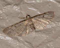Eupithecia miserulata