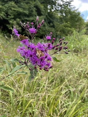 Epargyreus clarus