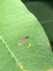 Porcellio spinicornis